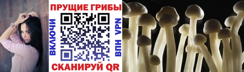 Галлюциногенные грибы Psilocybine cubensis Арзамас